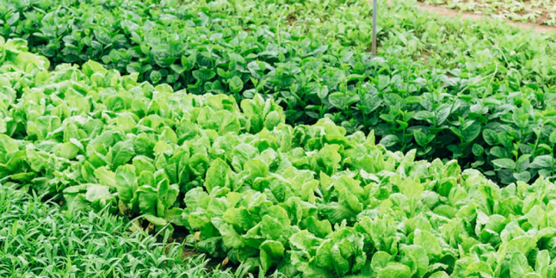 Llanquihue Lake (Puerto Varas) Llanquihue Lake (Puerto Varas)