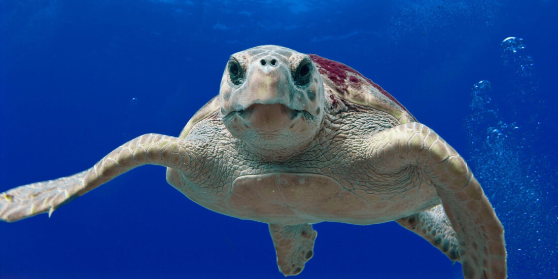 Easter Islands Easter Islands