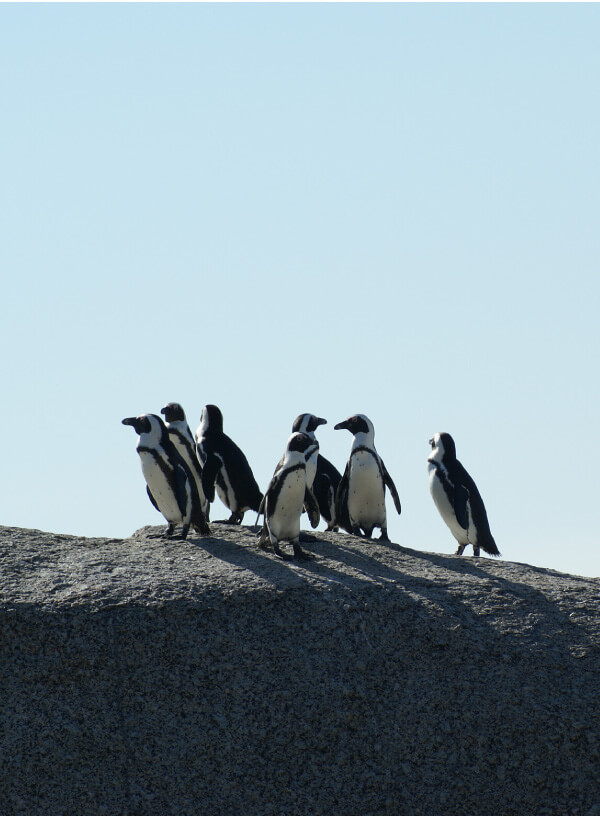 Walk with Penguins at The End of The World